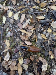 Semiotus luteipennis