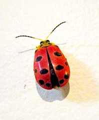 Alagoasa nigromaculata