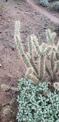 Cylindropuntia acanthocarpa acanthocarpa