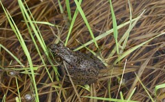 Lithobates septentrionalis