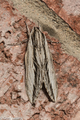 Sphinx vanbuskirki