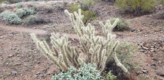 Cylindropuntia acanthocarpa acanthocarpa
