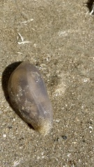 Sipuncula
