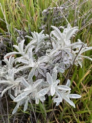 Pseudognaphalium microcephalum