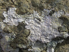 Trapelia placodioides