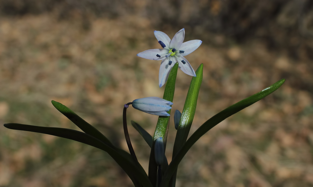 Scilla leepii