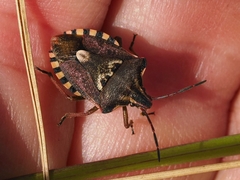 Codophila varia