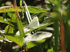 Pieris oleracea