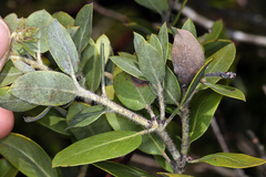 Arctostaphylos nortensis