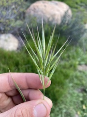 Bromus rubens