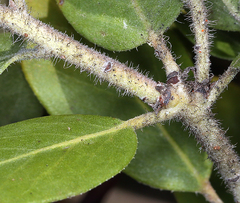 Arctostaphylos nortensis
