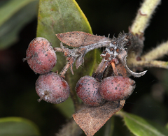 Arctostaphylos nortensis
