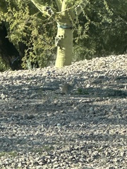 Xerospermophilus tereticaudus