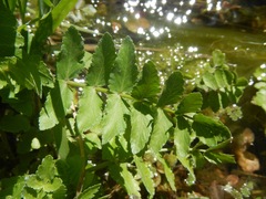 Berula