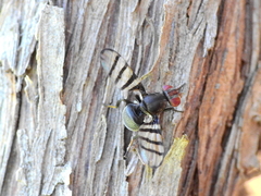 Pterotaenia