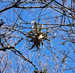 Tillandsia flexuosa