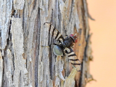 Pterotaenia