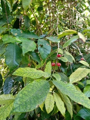 Coffea