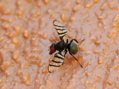 Pterotaenia