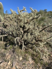 Cylindropuntia acanthocarpa acanthocarpa