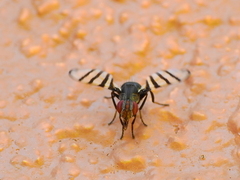 Pterotaenia