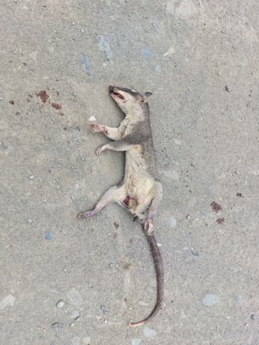 Dark Four-eyed Opossum