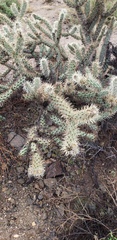 Cylindropuntia acanthocarpa acanthocarpa