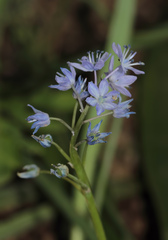 Scilla bithynica
