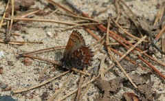 Callophrys niphon