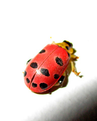 Alagoasa nigromaculata