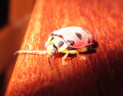 Alagoasa nigromaculata