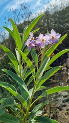 Solanum glaucophyllum