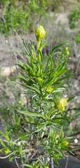 Ericameria linearifolia