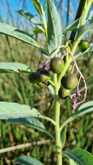 Solanum glaucophyllum