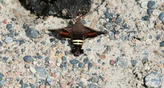 Amphion floridensis