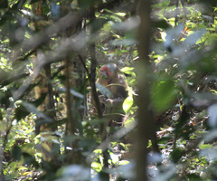 Macaca arctoides