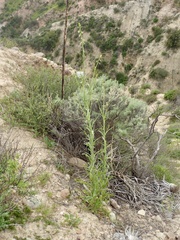 Caulanthus heterophyllus