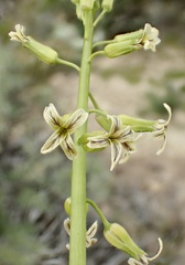 Caulanthus heterophyllus