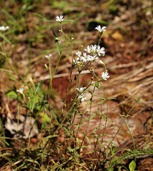 Cerastium arvense strictum