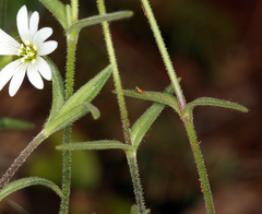 Cerastium arvense strictum