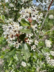 Ceanothus megacarpus