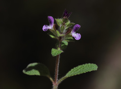Salvia viridis