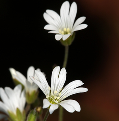 Cerastium arvense strictum