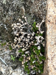 Selaginella eremophila