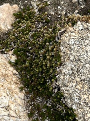 Selaginella eremophila