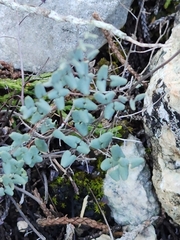 Argyrochosma microphylla