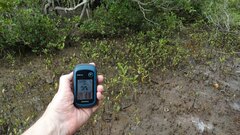 Aegiceras corniculatum