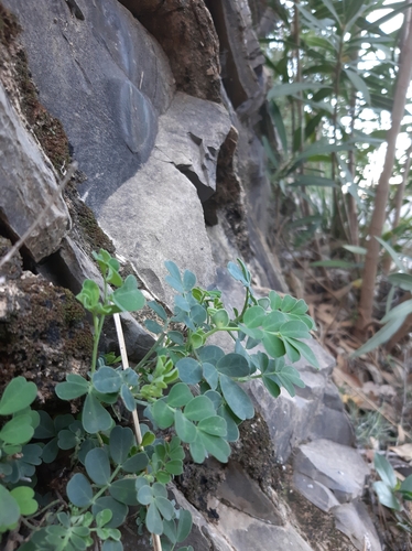 Coronilla valentina subsp. pentaphylla image