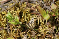 Epelis truncataria