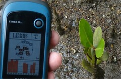 Aegiceras corniculatum